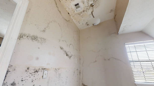 Best Mold Remediation for Healthcare Facilities  in Mountainair, NM