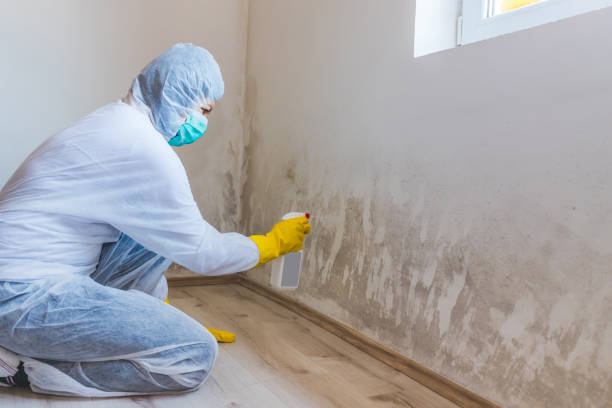 Best Mold Remediation for Healthcare Facilities  in Mountainair, NM