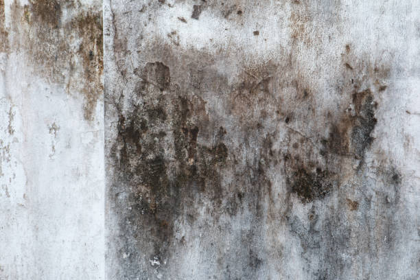 Best Water Damage & Mold Remediation  in Mountainair, NM