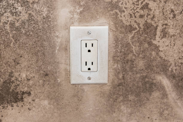  Mountainair, NM Mold Removal Pros
