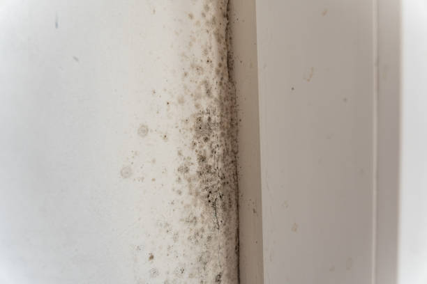 Best Emergency Mold Remediation  in Mountainair, NM