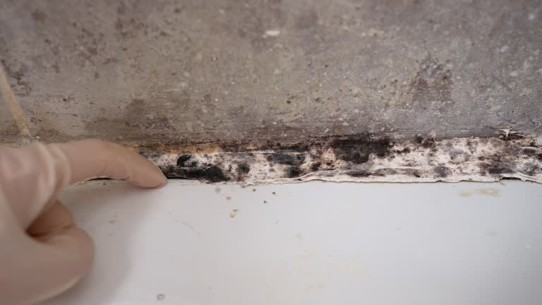 Best Industrial Mold Remediation  in Mountainair, NM